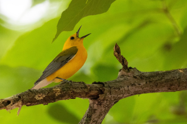 South Carolina Names Prothonotary Warbler State Migratory Bird
