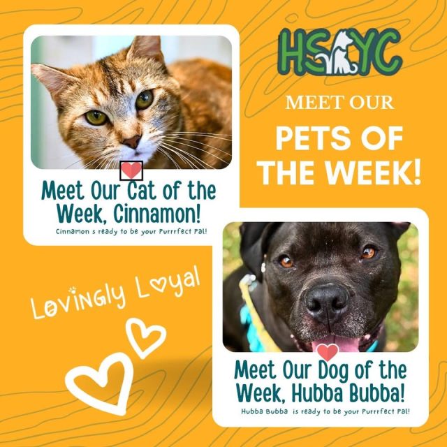 Pets Of The Week: Meet Cinnamon And Hubba Bubba