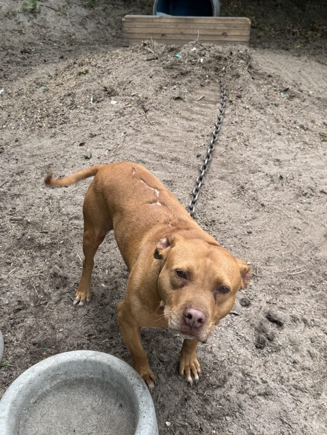 SLED Charges Former Chesterfield County Deputy, Three Others in Dogfighting Investigation; 34 Dogs Rescued
